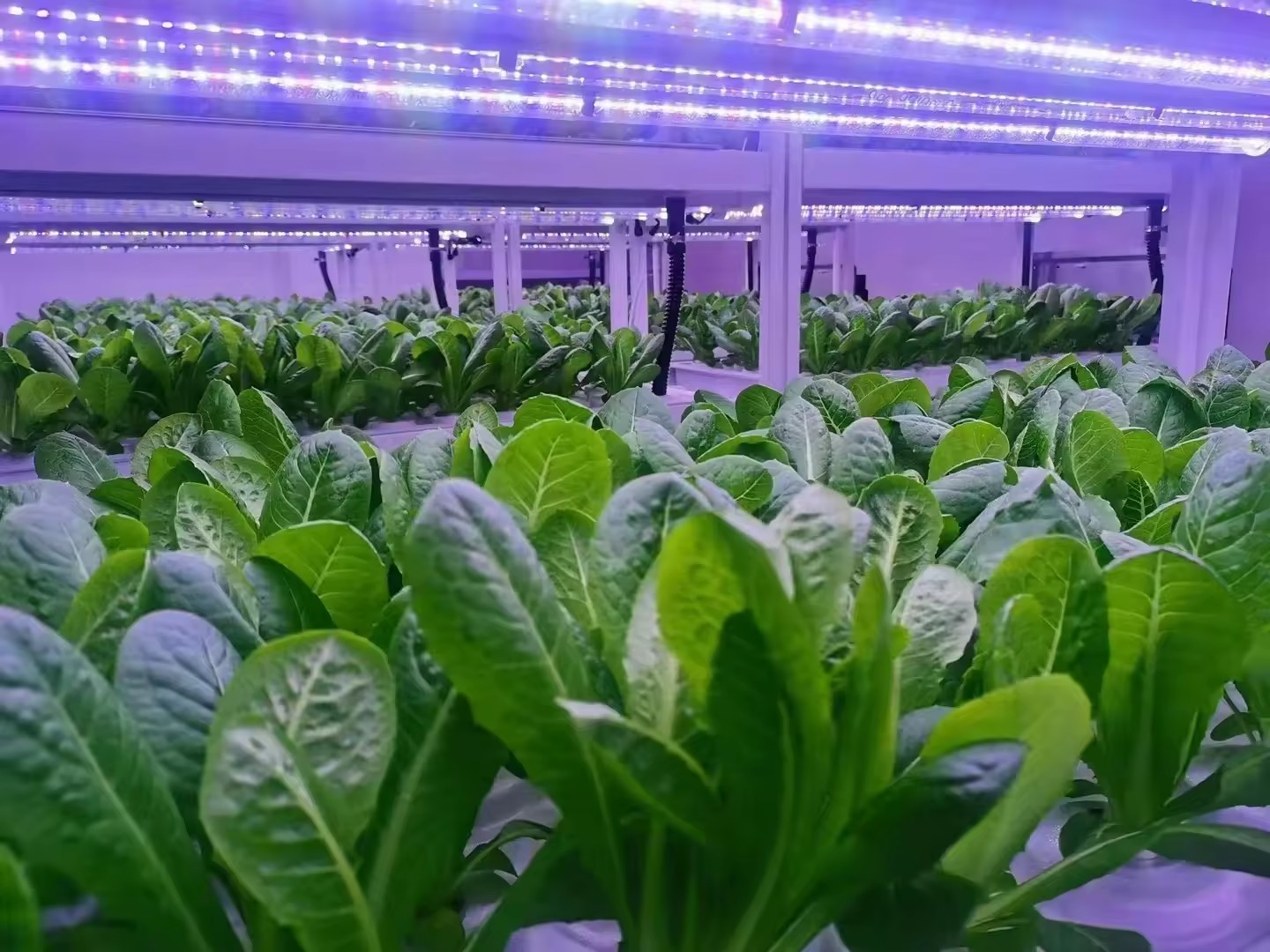 f Attrezzature agricole per se - Agriculture Farming System recensione e prezzo
