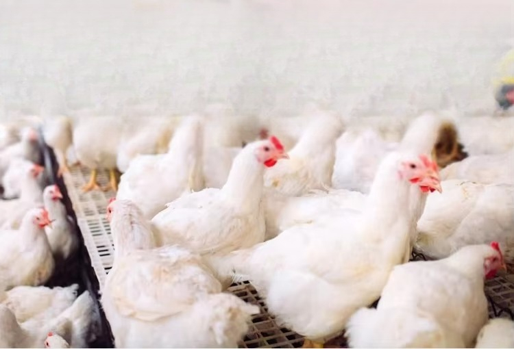 Riscaldatore Elettrico Portati - Farming System & Sustainable Agriculture recensione e prezzo