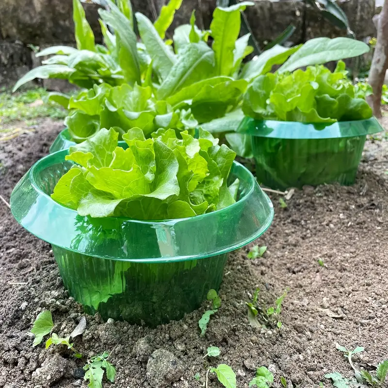Anelli di protezione per lumac - Vegetable Transplanter recensione e prezzo