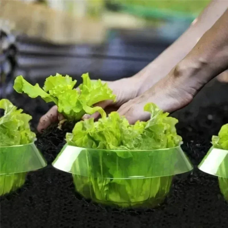 Anelli di protezione per lumac - Vegetable Transplanter recensione e prezzo